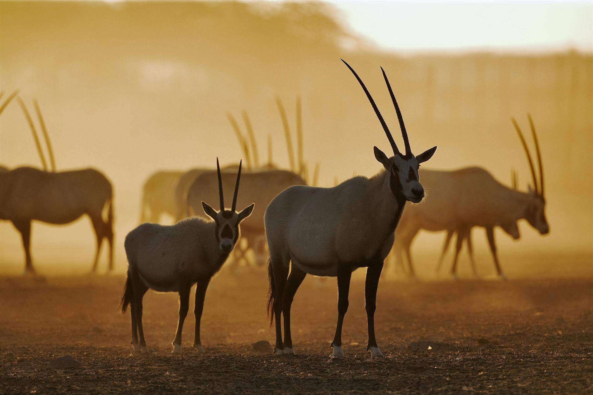 Anantara Sir Bani Yas Island Al Yamm Villa Resort Da'sah Extérieur photo